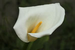 images/album3/lily.jpg
